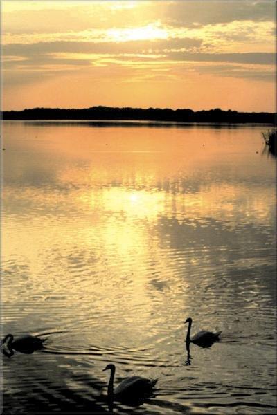 Teich